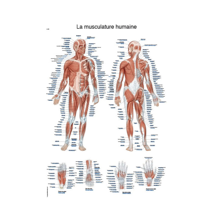 Anatomical board - Human musculature - 50 x 70 cm - French and Latin - My Podologie
