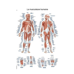 Anatomical board - Human musculature - 50 x 70 cm - French and Latin - My Podologie