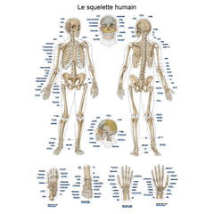 Anatomical board - The human skeleton - 50 x 70 cm - French and Latin - My Podologie