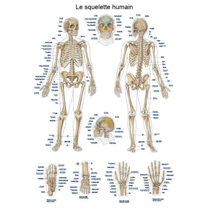Anatomical board - The human skeleton - 50 x 70 cm - French and Latin - My Podologie