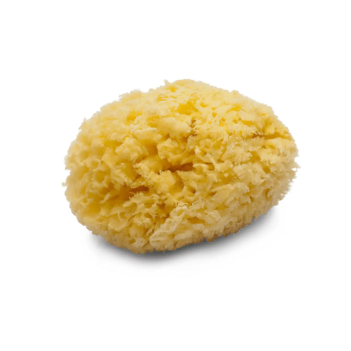 Natural sponge - Peclavus Peclavus